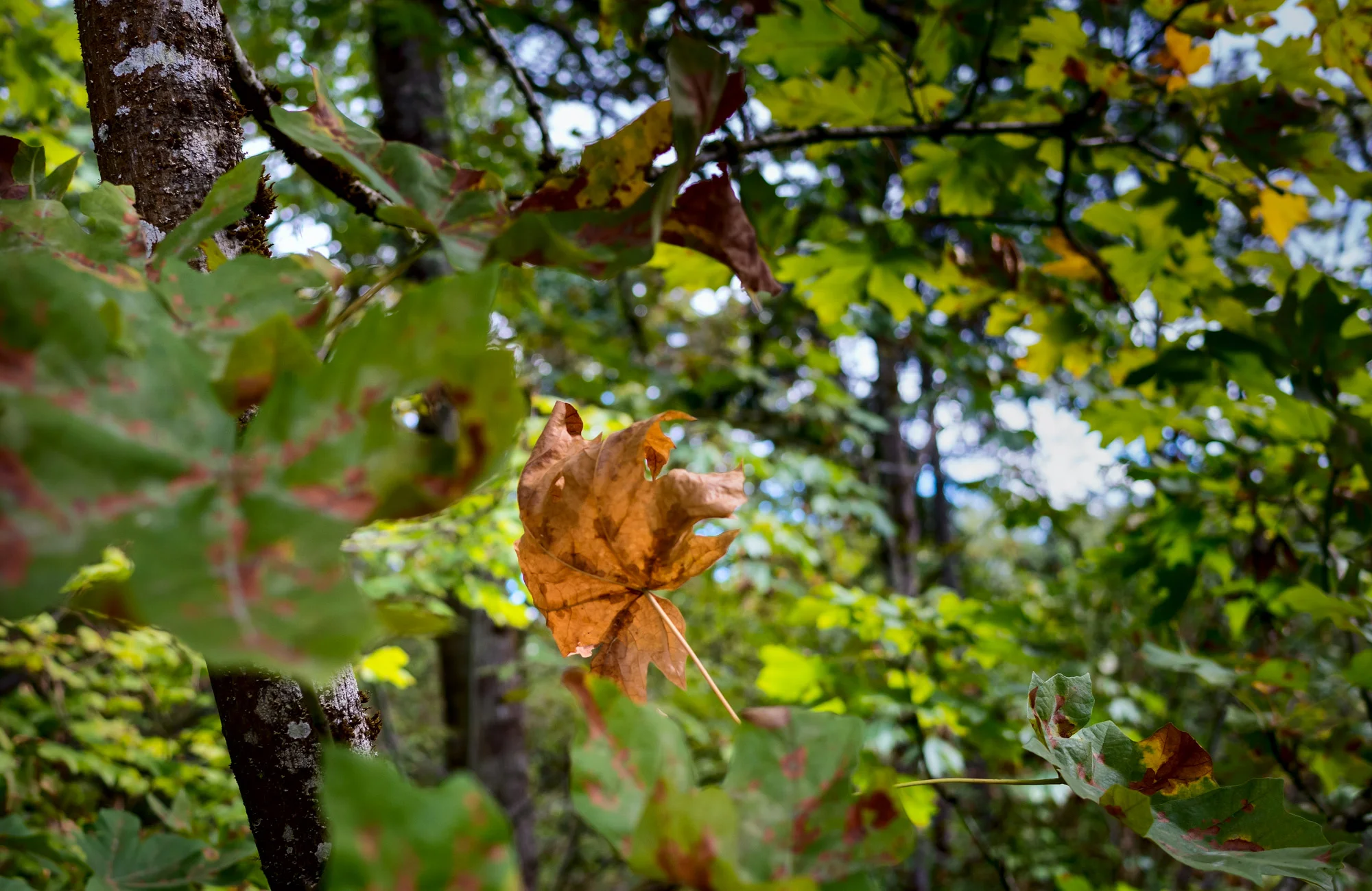 20150926_GR II_R0000415.jpg