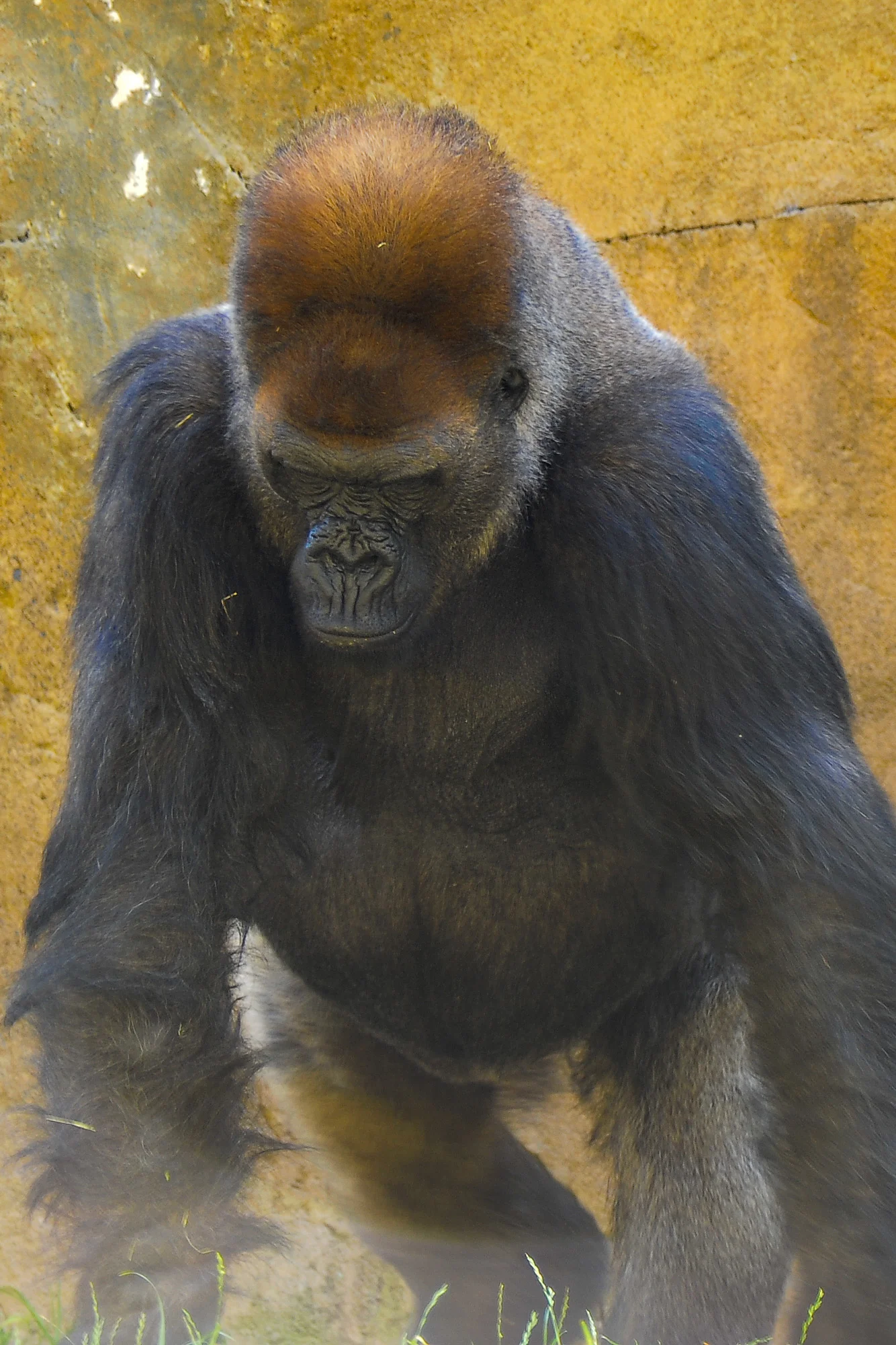 sm_Gorilla_lg_DSC_8596.jpg