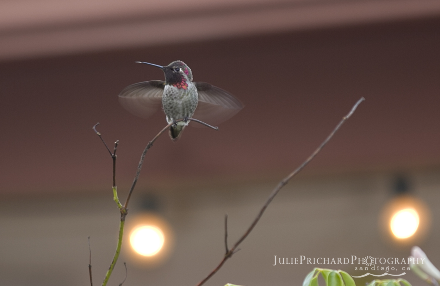 hummingbird.jpg
