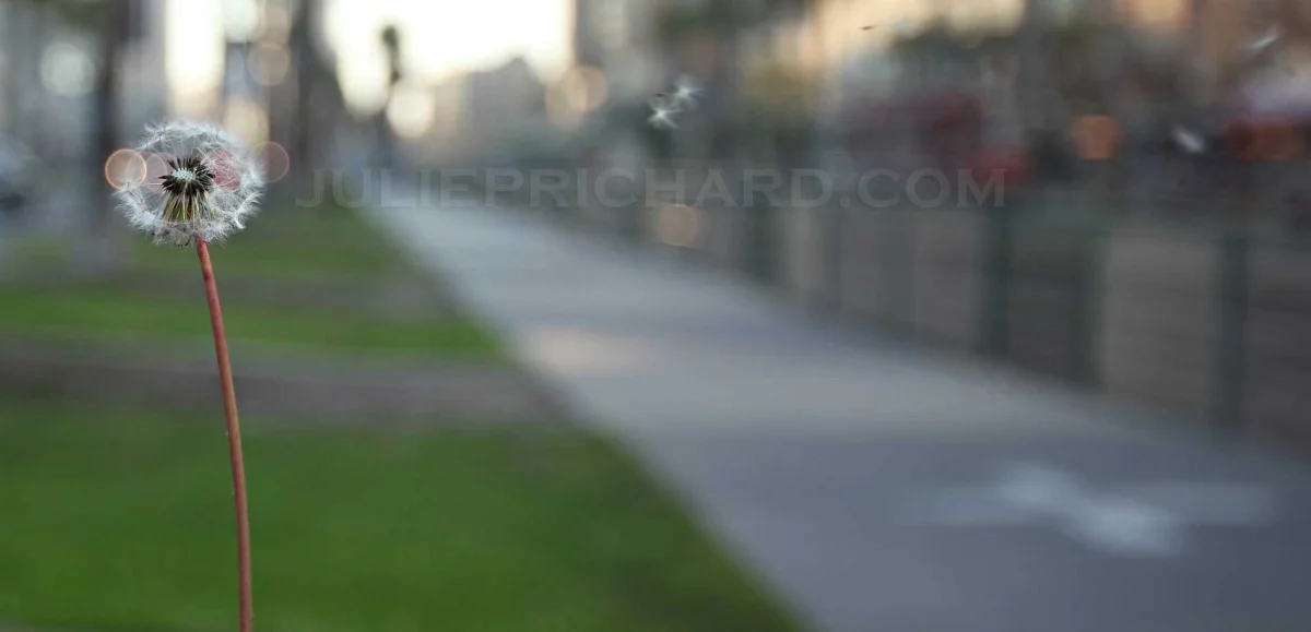 city-weed.jpg