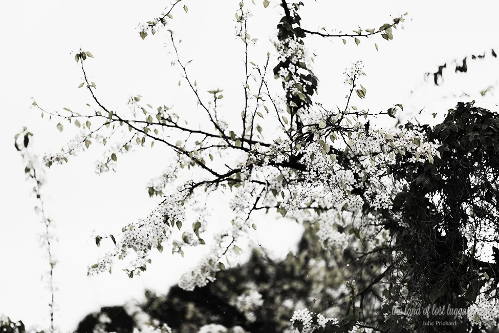 The Ornamental Pear Blossoms will soon be gone....victims of the "storm".