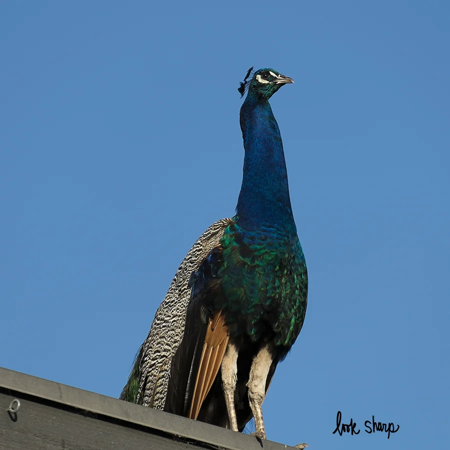 wild peacock.jpg