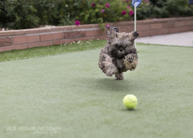 Chewie - Age 4 months.