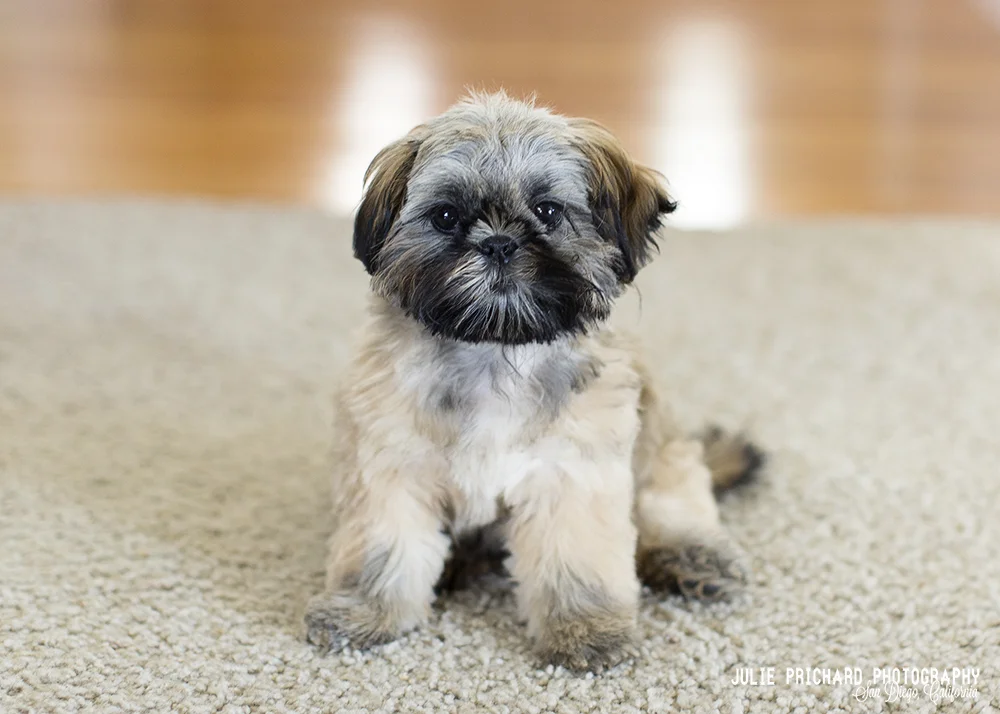 "Chewie" - 4 mos.