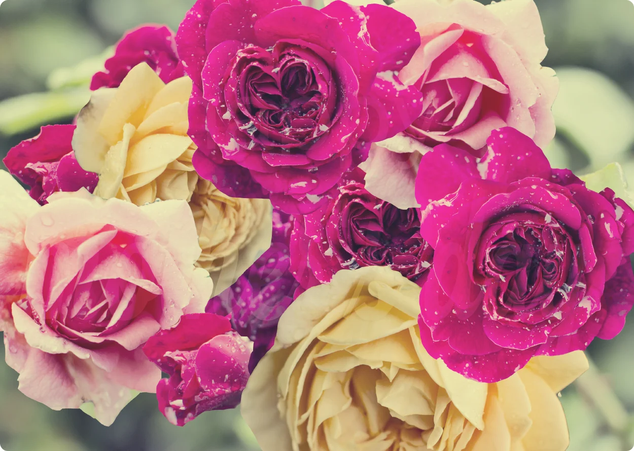 To Mothers Everywhere