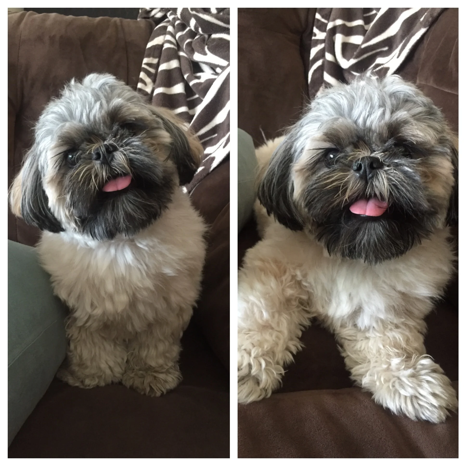 My dog, "Chewie"; age 1.5. :)