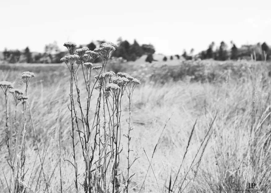 Dry brush at Lake Cuyamaca, San Diego, CA.