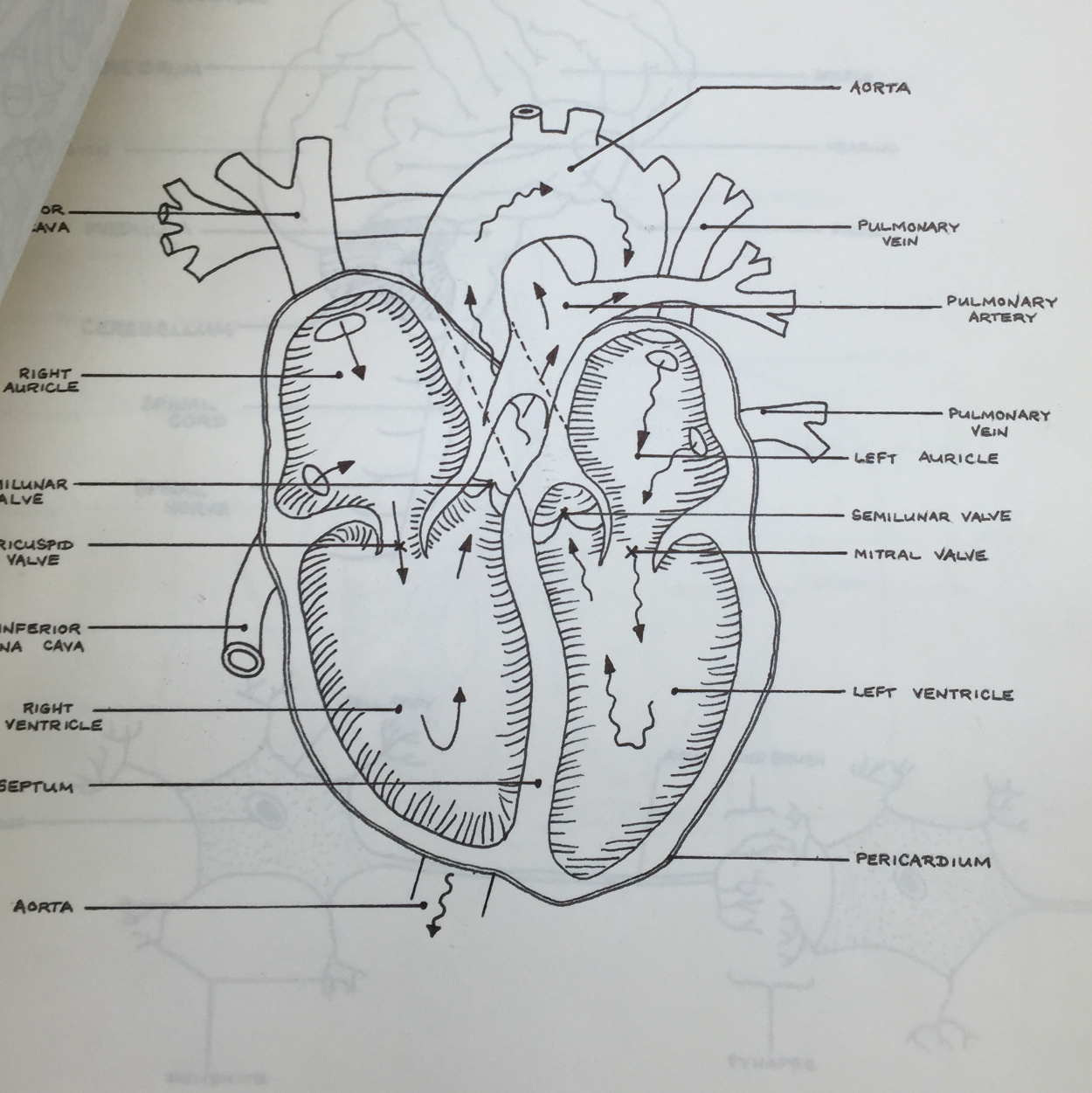 Ms. O'Brien's hand labeled diagram. Her penmanship was so precise... she would frequently fill up entire chalk boards with meticulous science lessons for us to copy and memorize.
