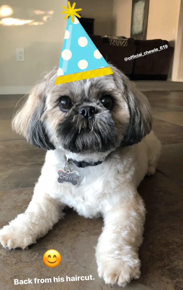 Chewis had a haircut.jpg