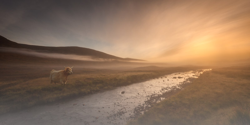 Highland Cow at dawn