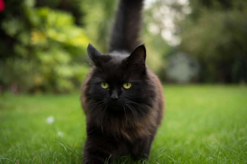 Cat is getting near to the close focusing distance. Eyes are tack sharp