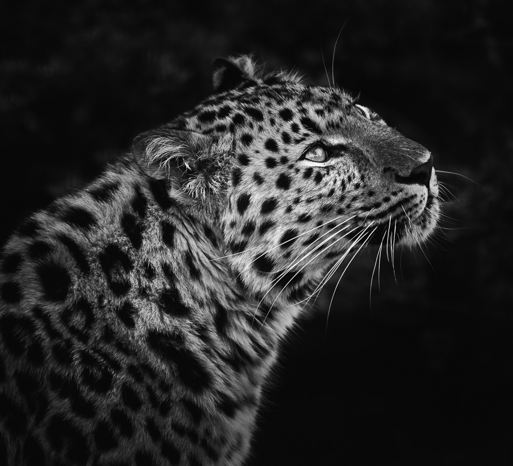 06-05-2006_WHF Big Cats_141-Edit-Edit.jpg
