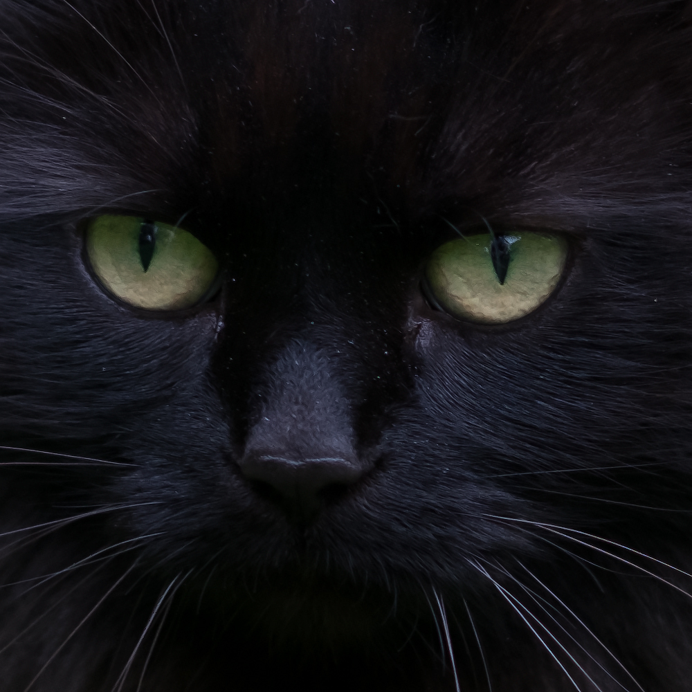 100% crop of one of the frames taken at the end of the sequence. The X-T2 has done a great job of maintaining focus throughout