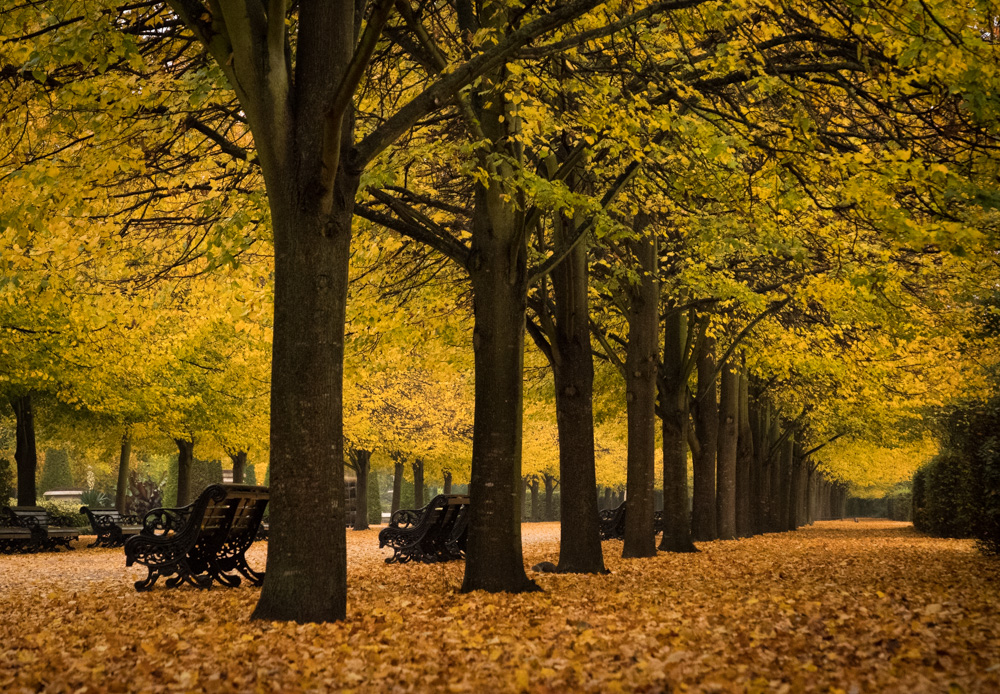 Early Morning Fall Color - Regents Park, London