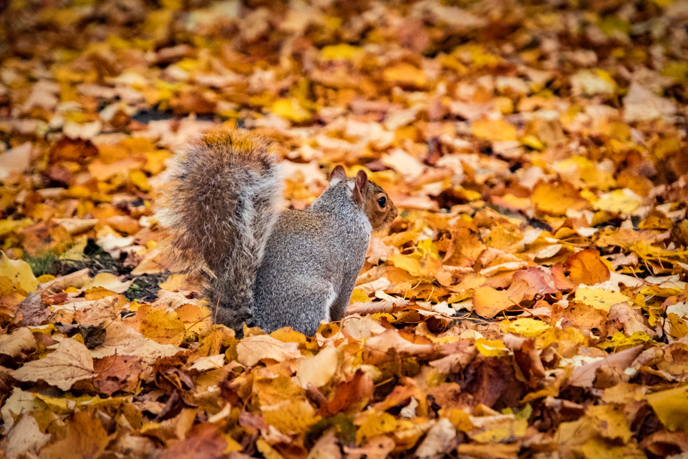 Grey Squirrel in Regent's Park, London - Fuji X-T2