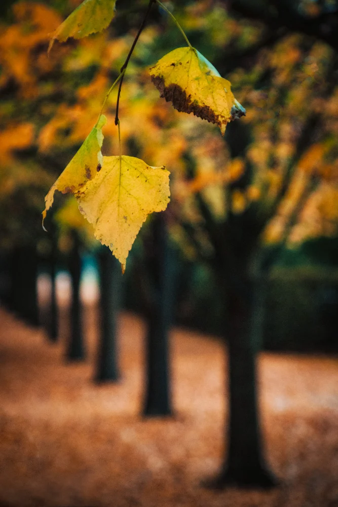 Regents Park in Autumn