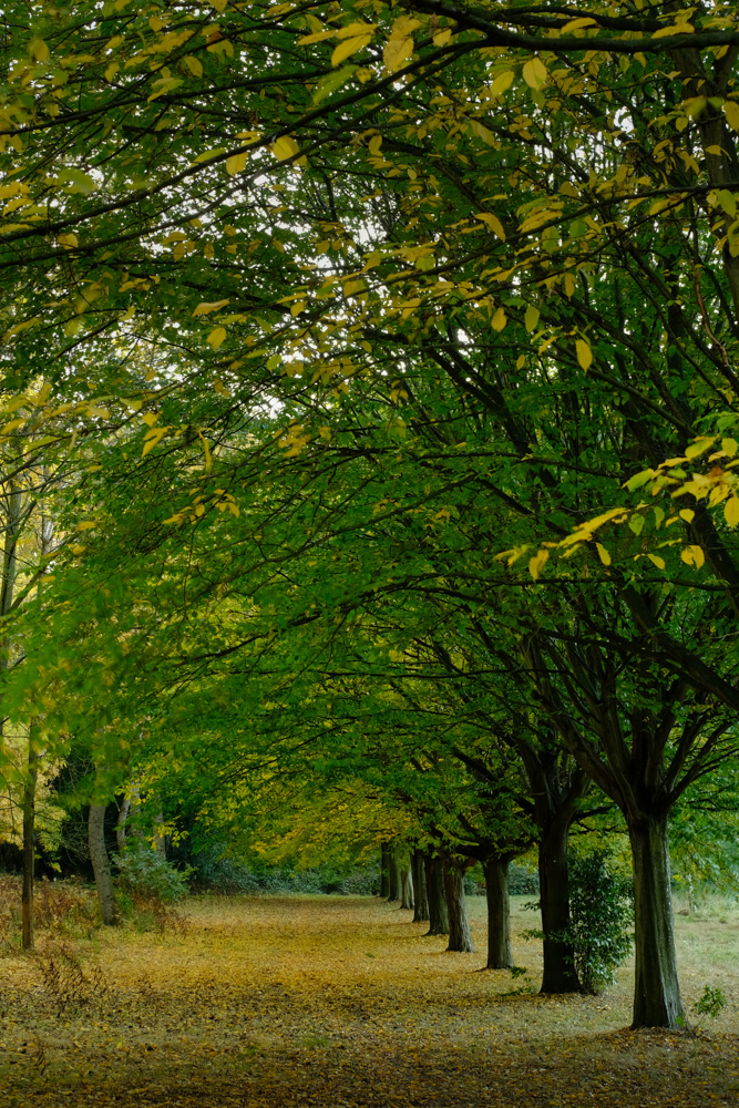 Nonsuch Park Early Morning - Fujifilm Fuji Velvia Film Simulation