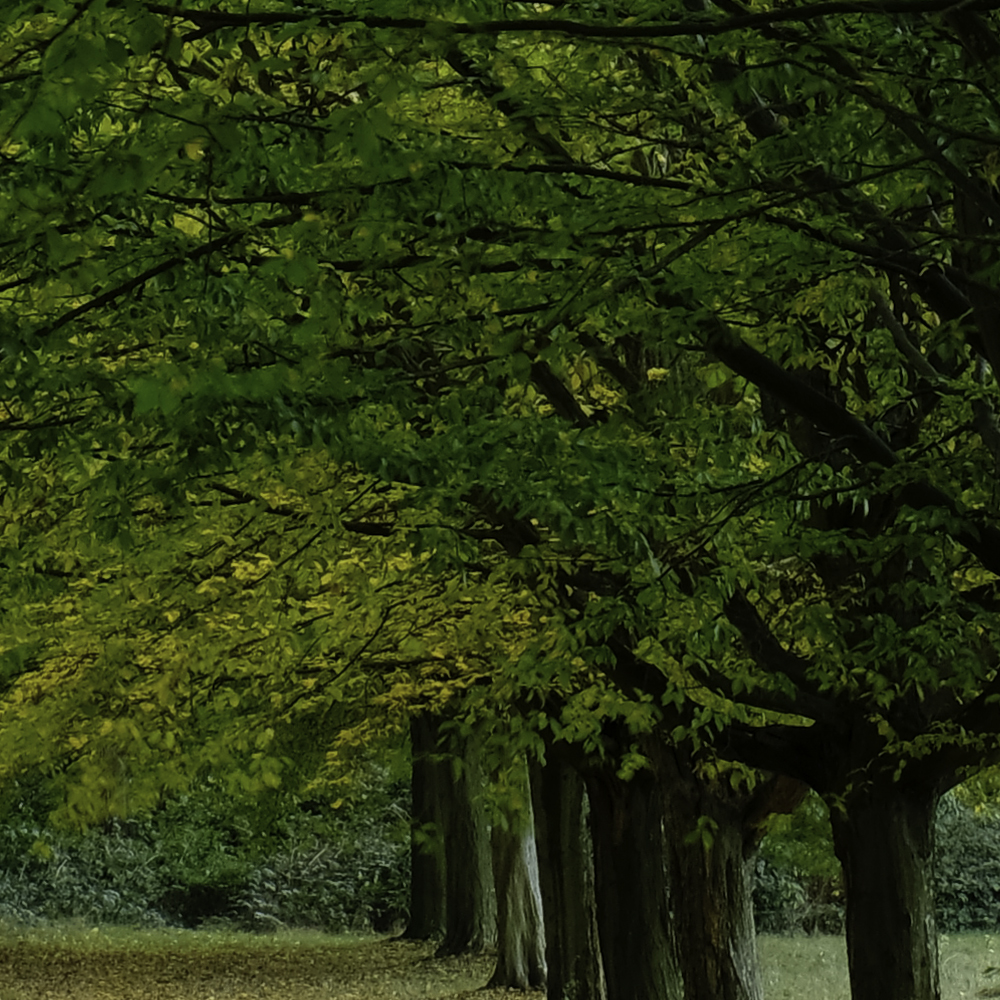 100% crop of the Fuji X-T2 JPG file - Fuji Velvia Film Simulation with 'Cloudy' Color balance