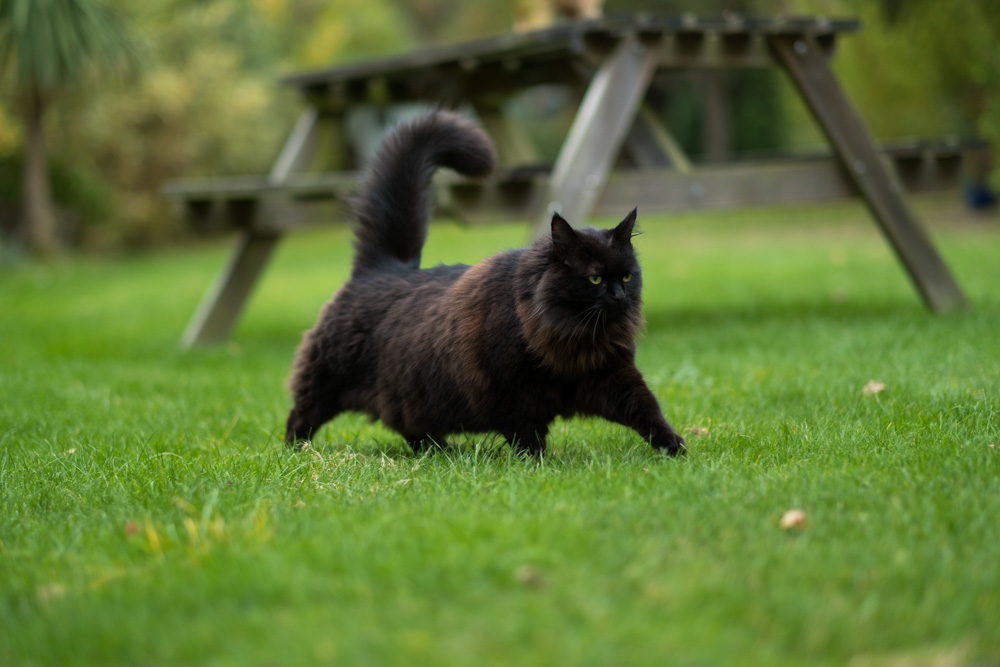 Fuji X-T2 Focus Test Sequence