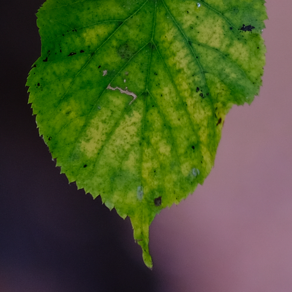 Fuji X-T2 Fuji Velvia Film Simulation - 100% crop