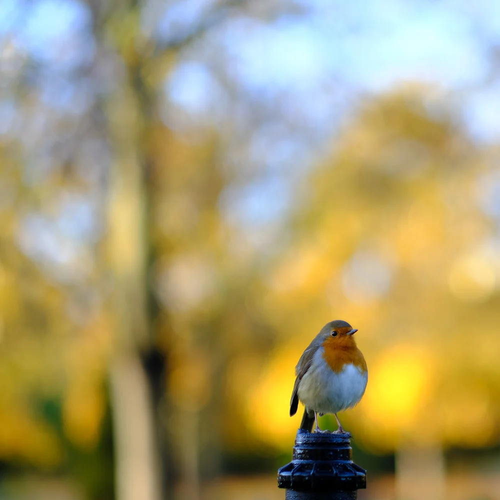 Regents Park Robin - Fuji X-T2 56mm @ f1.2