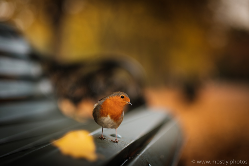 Robin in Regents Park - RAW Photo converted to Fuji Classic Chrome in Adobe Lightroom - Fuji X-T2 56mm f1.2 at f1.2 