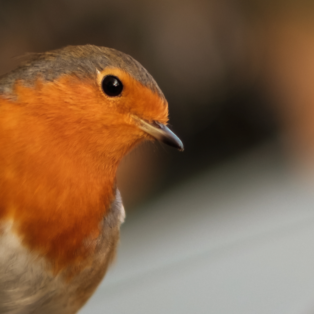 100% crop of 'Robin in Regents Park'