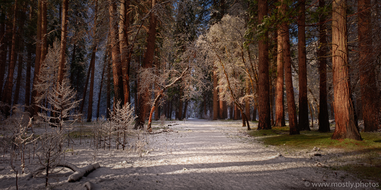 Forest Path - Yosemite National Park, California