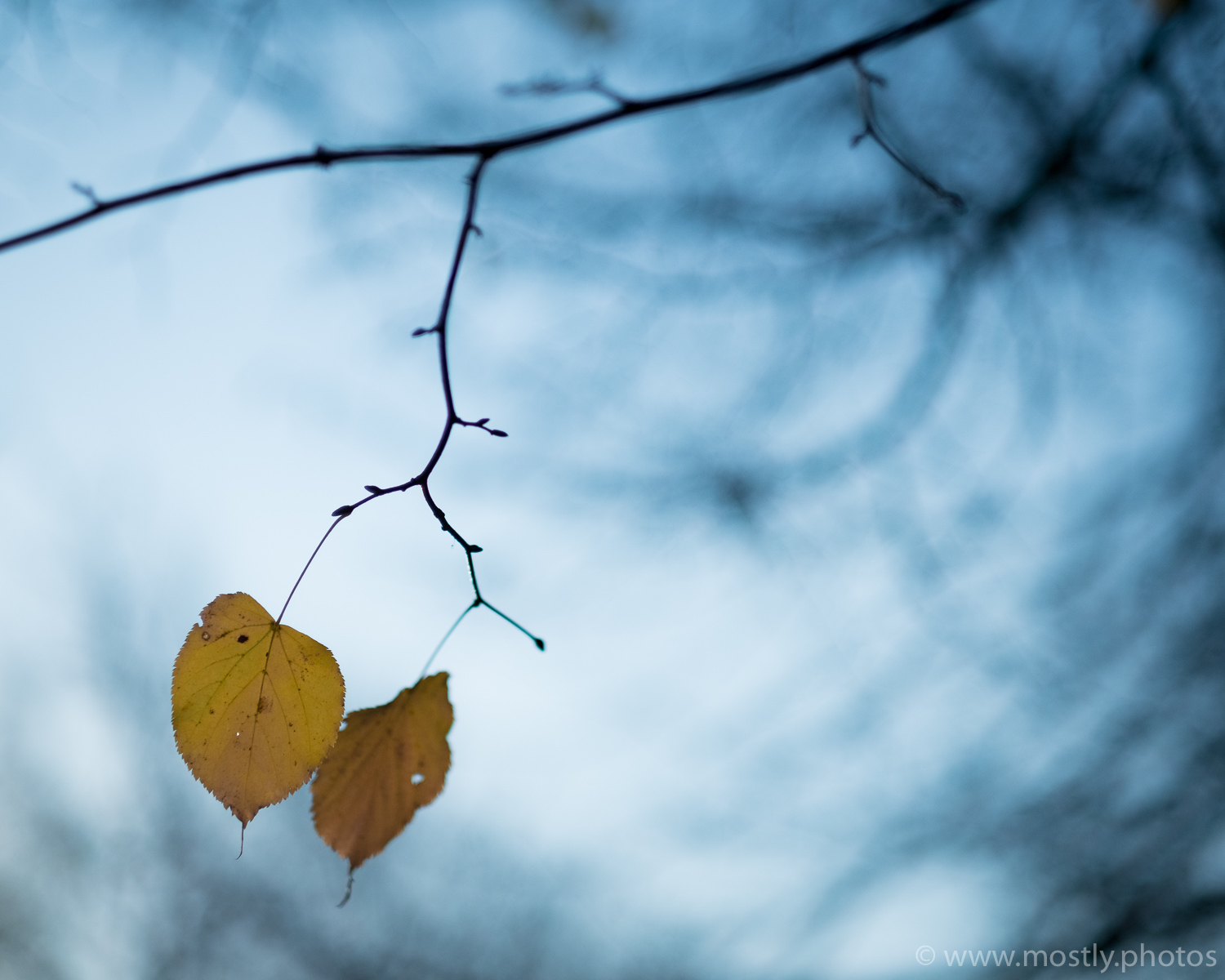 Fuji X-T2 and Fujinon 56mm f1.2 - RAW file converted in Adobe Lightroom