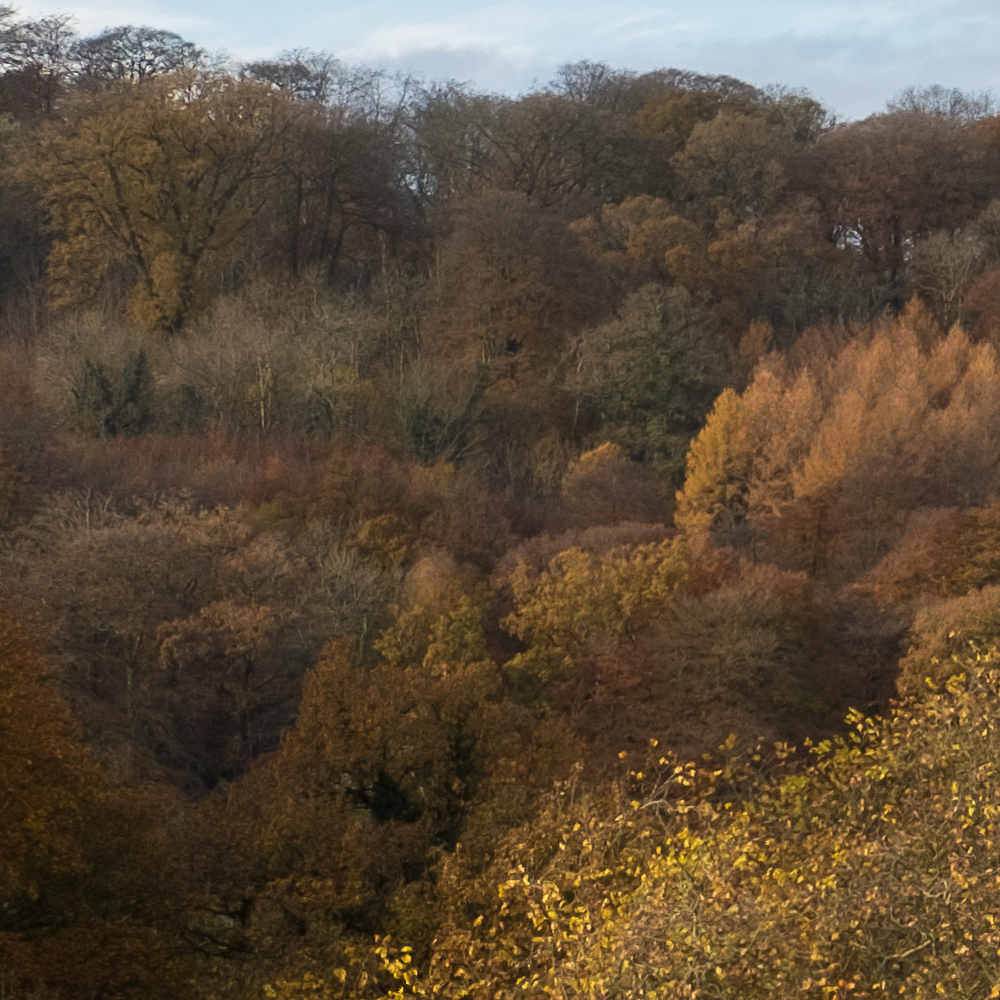 Fuji X-T2 - Macphun Luminar Foliage Example - JPG Export from RAW with minimal edits