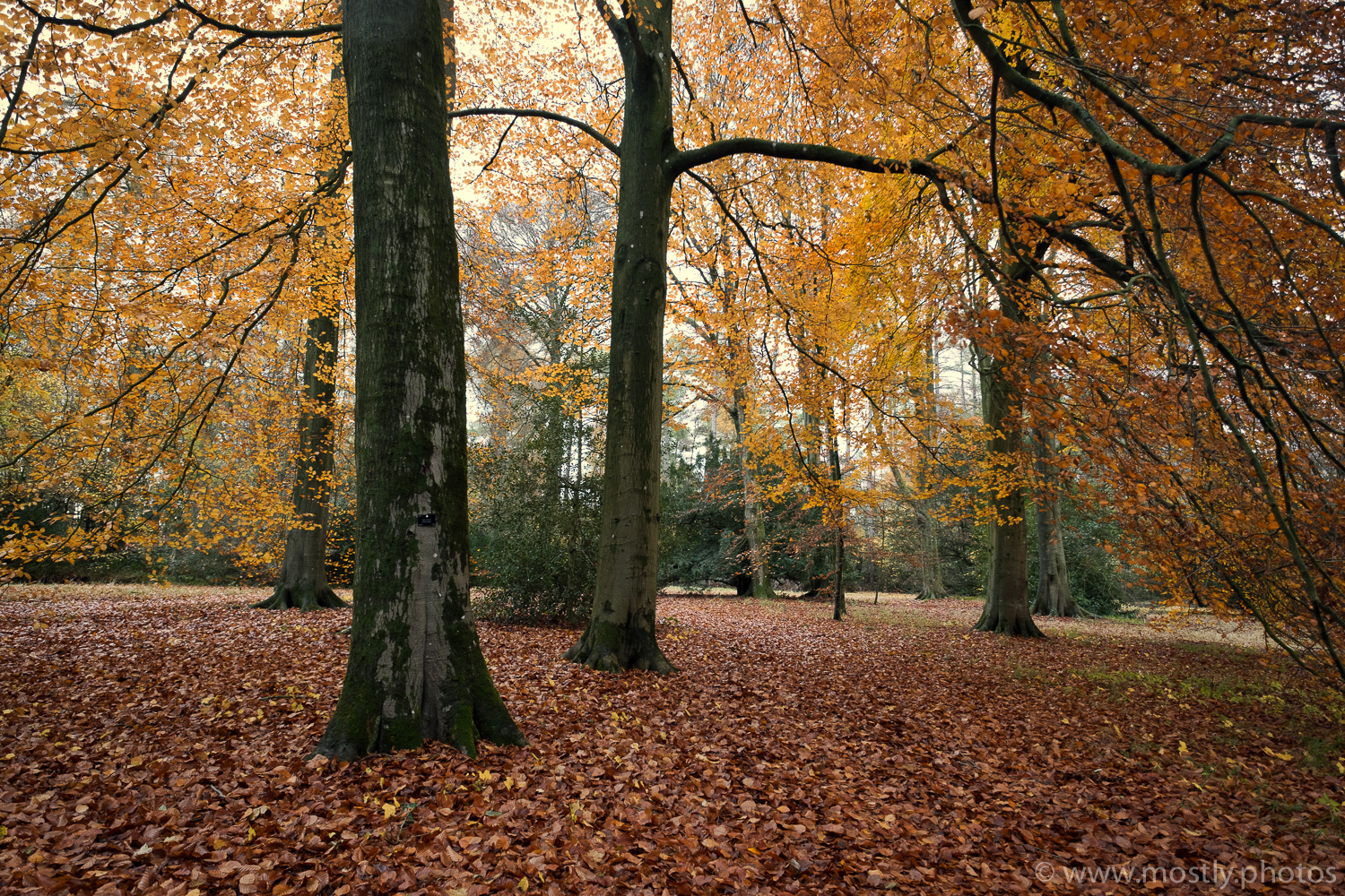 Fuji X-T2 - Fuji Velvia Film Simulation