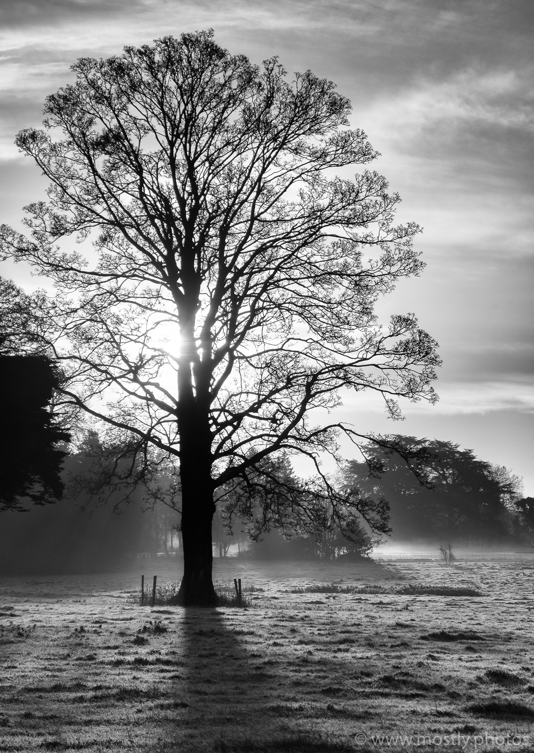 Fuji X-T2 and 18-135mm RAW conversion in Adobe Lightroom and NIK Silver Efex Pro 2