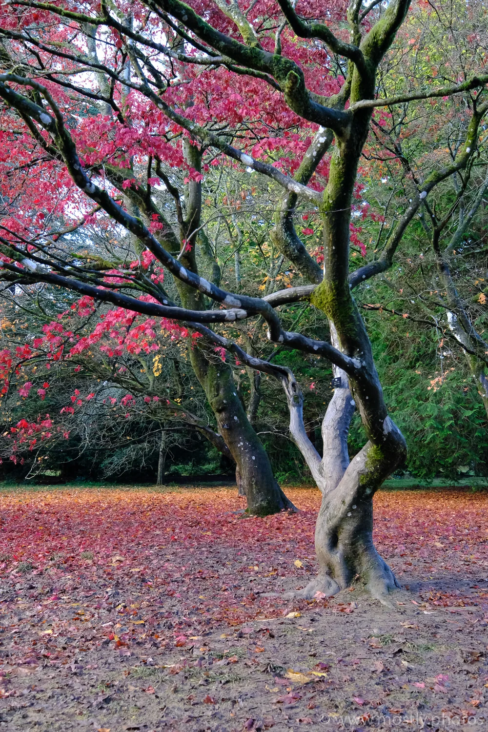 Fuji X-T2 Fuji Film Simulation Velvia