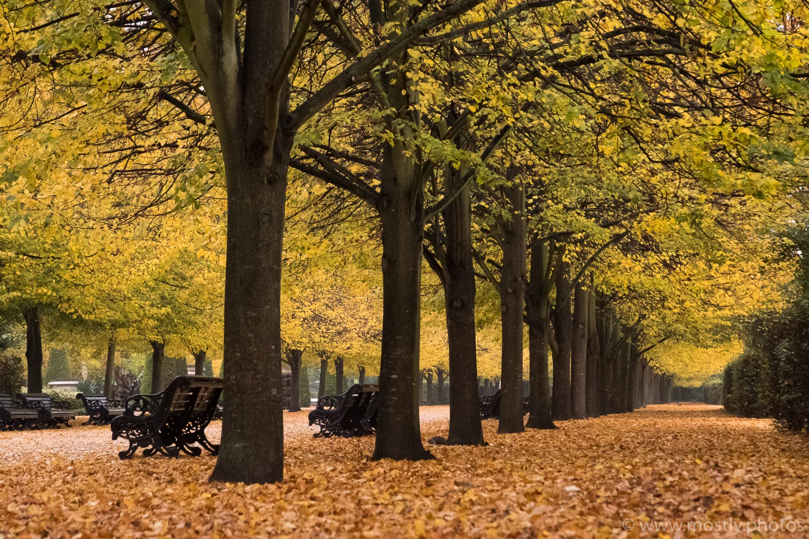 Fuji X-T2 - Regents Park, London