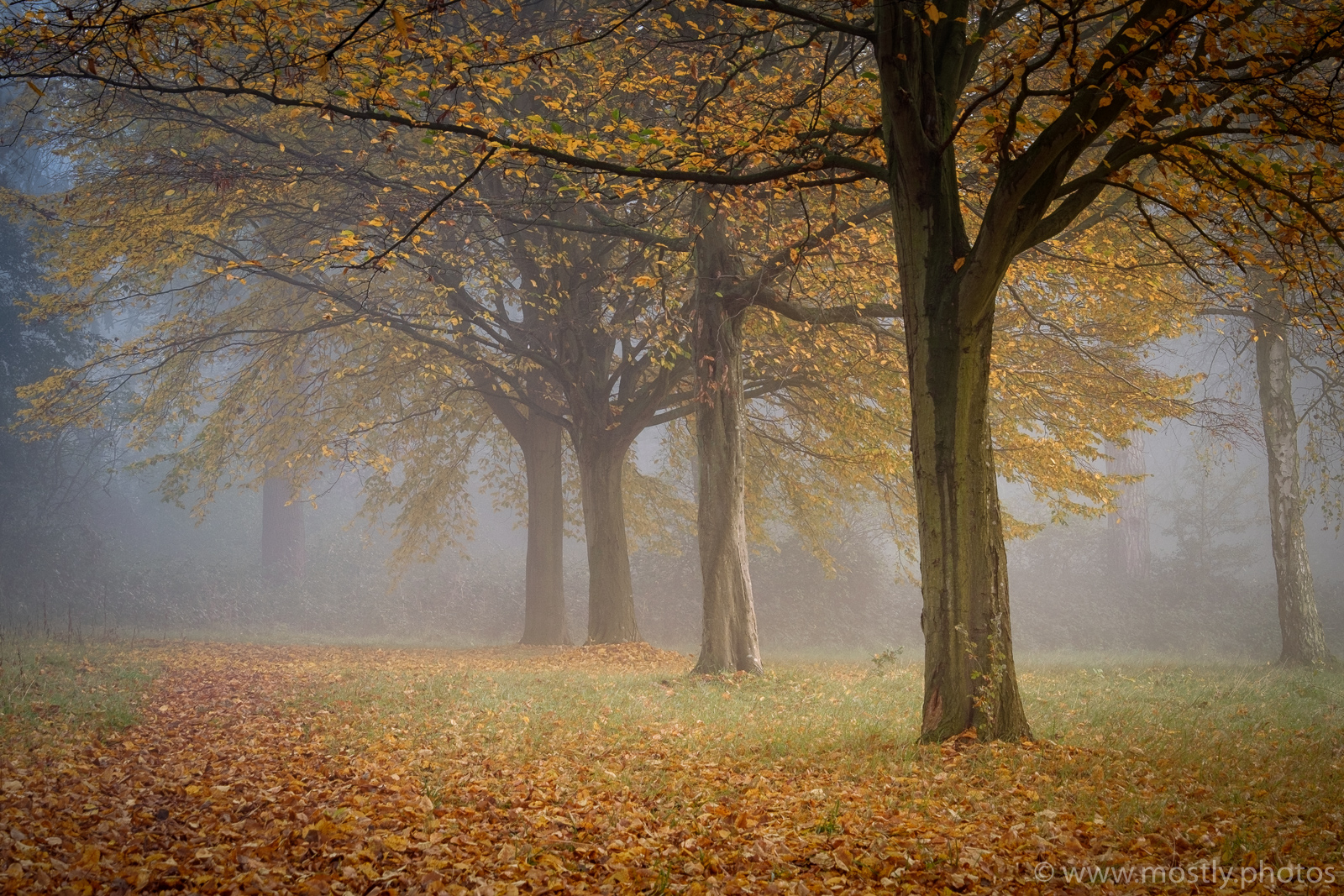 Fuji X-T1 - Fall Leaves, Nonsuch Park, UK