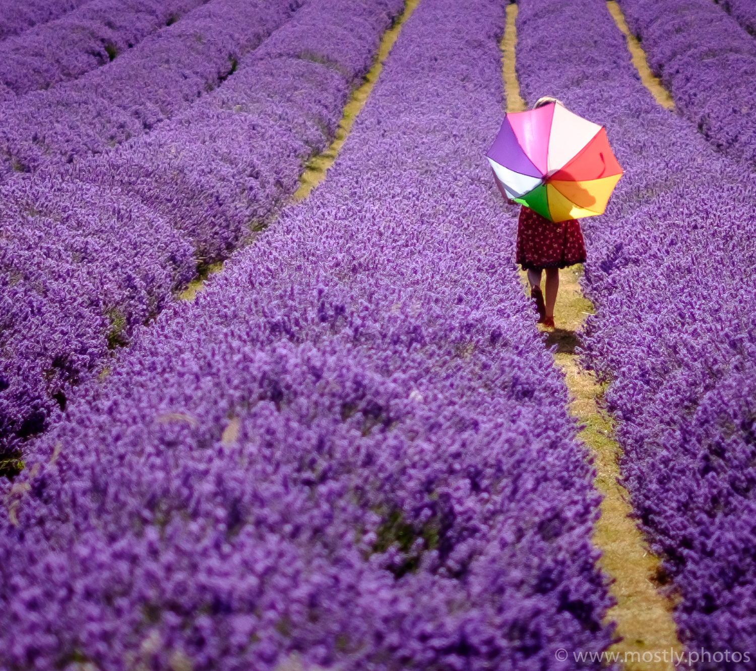 Hazy Days of Summer, Lavender Fields, London