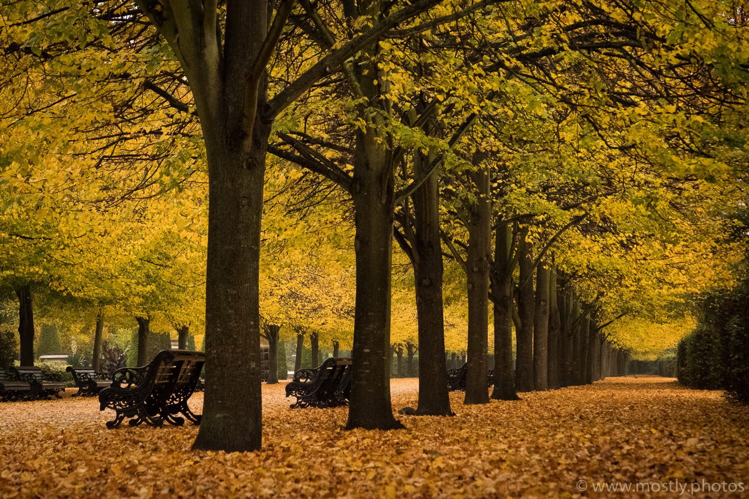 Fuji X-T2 - Fall Leaves on the ground in Londons Regents Park