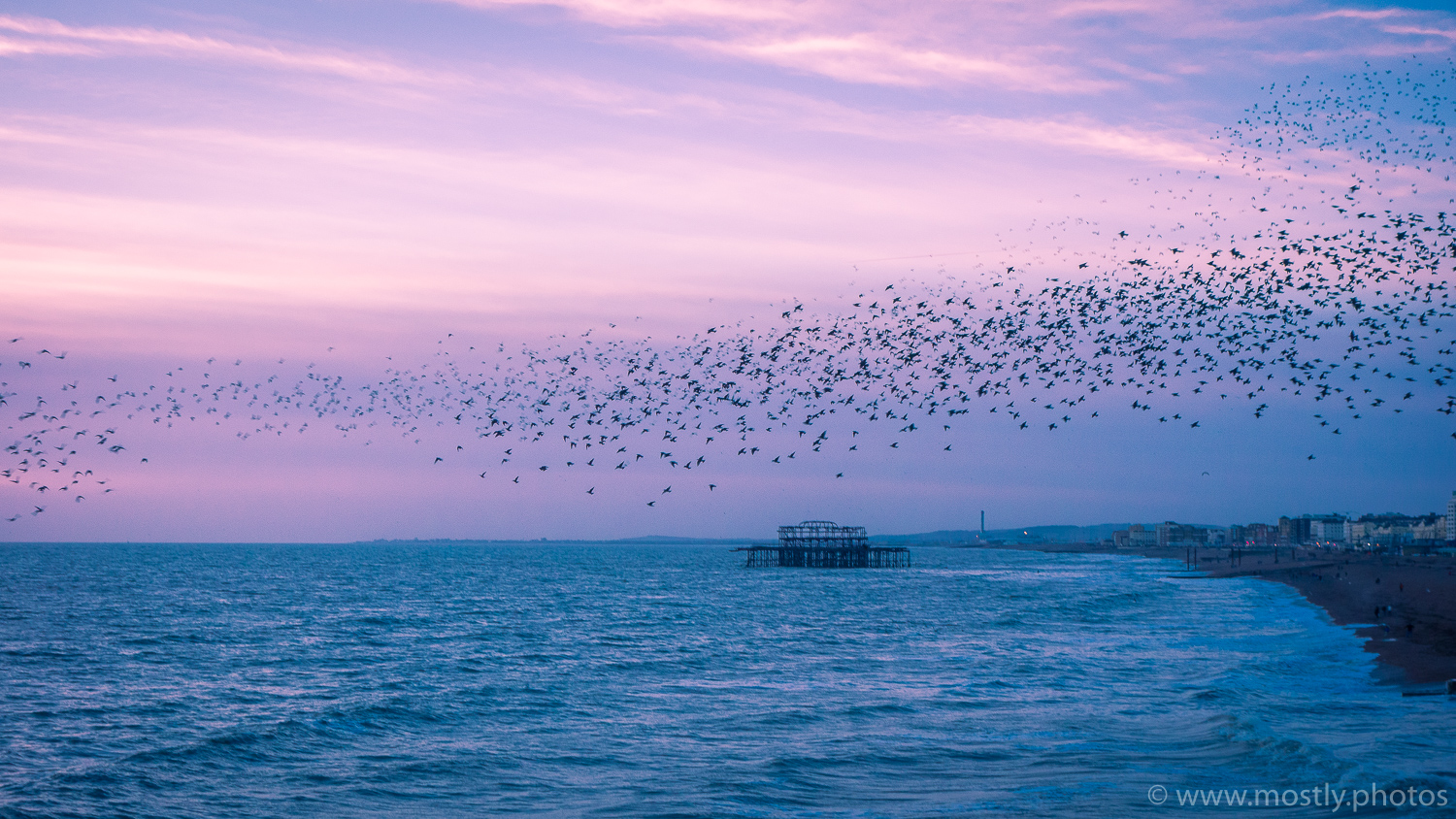 Starling Murmuration in Brighton, UK