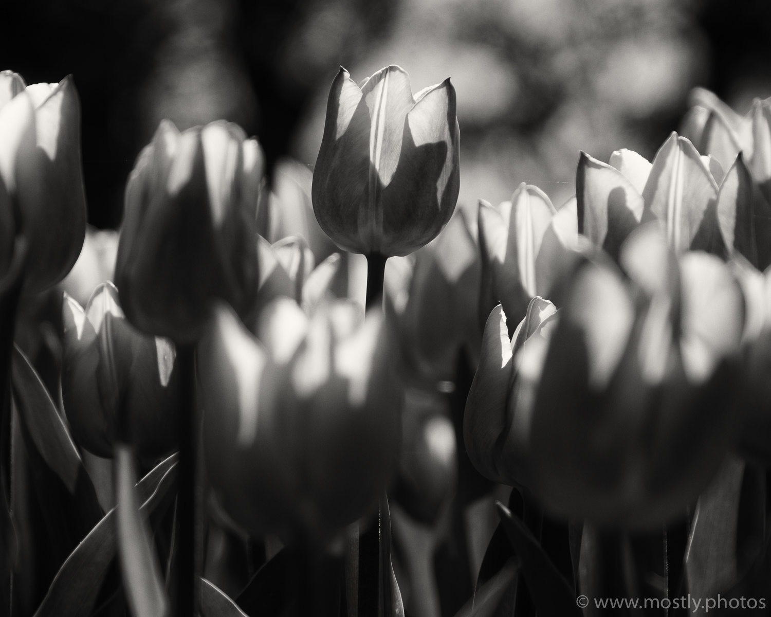 Fuji X-T2 and 18-135mm Backlit Tulips