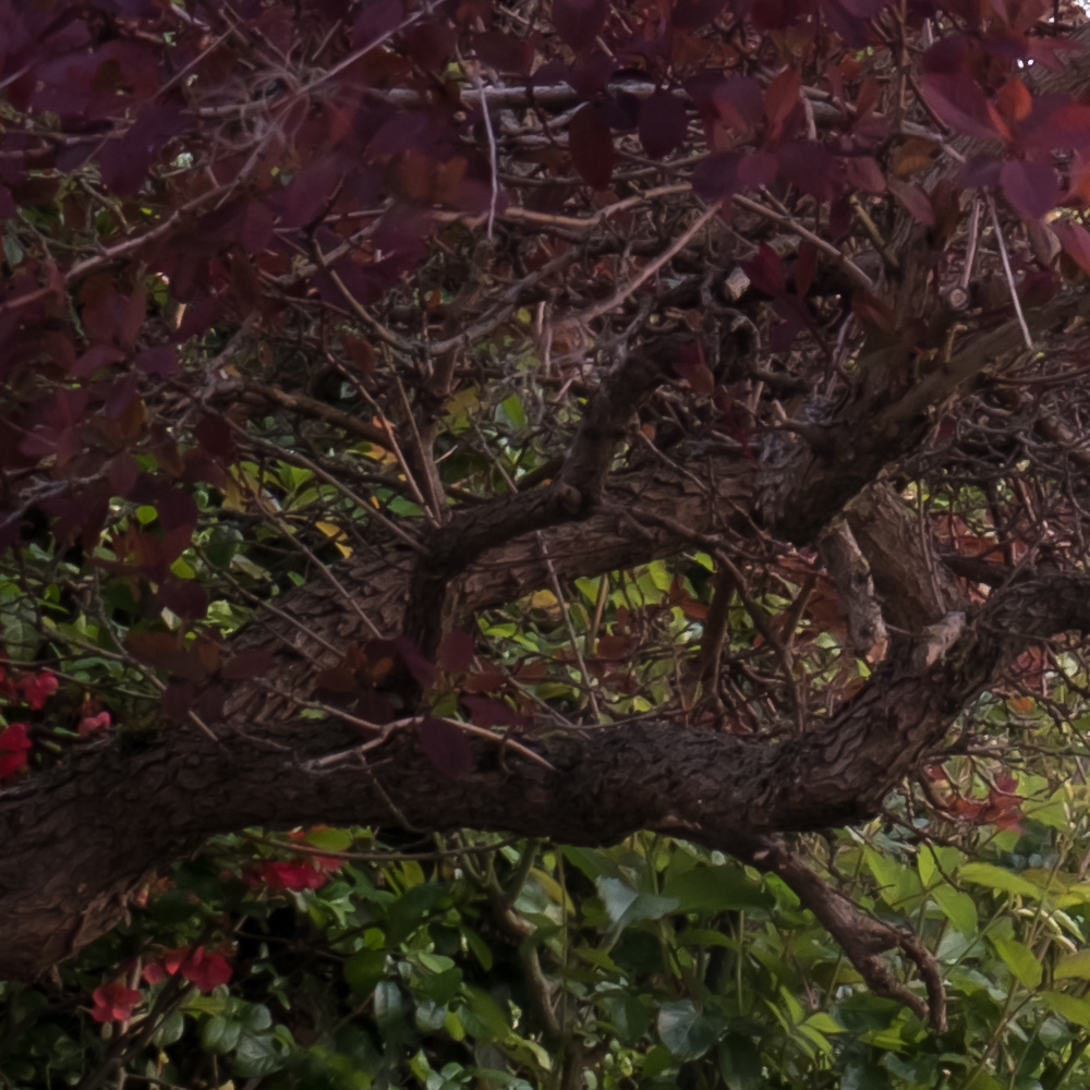 100% crop of foreground element - Click on Image to view full size