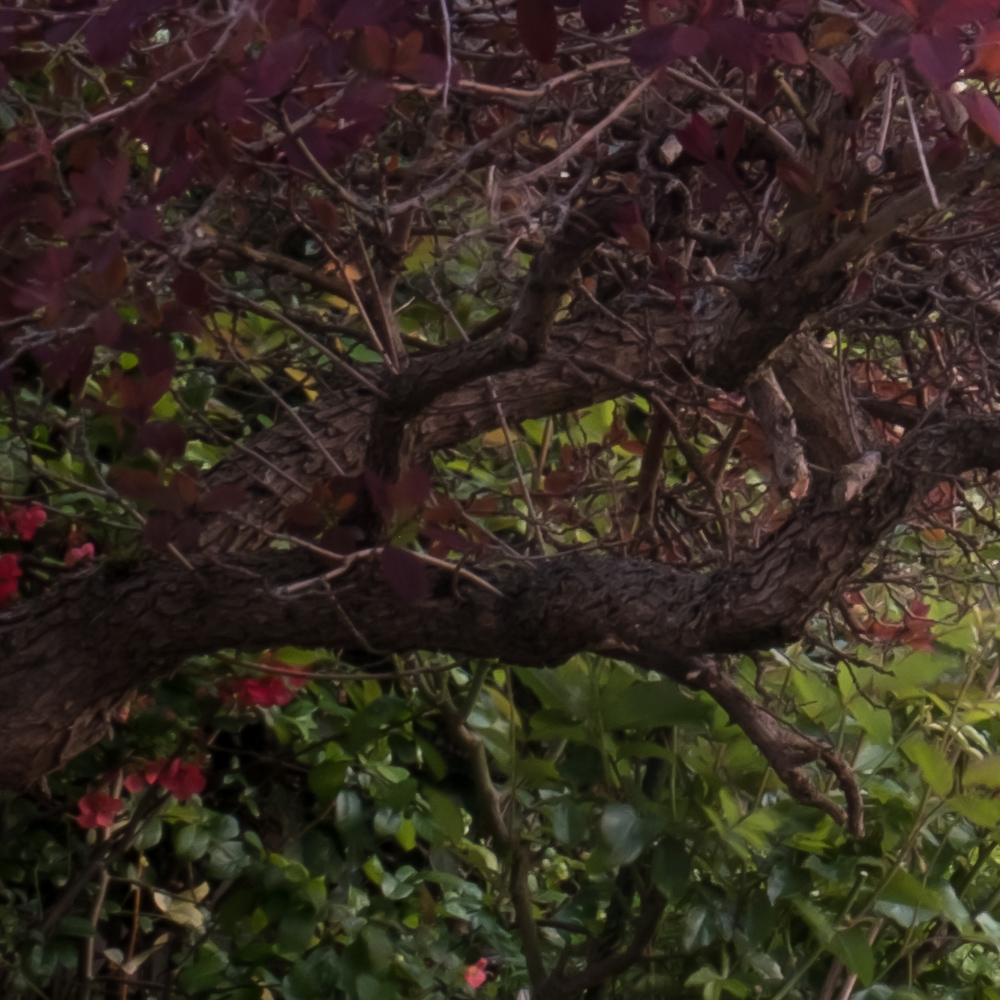 100% crop of foreground element - Click on Image to view full size
