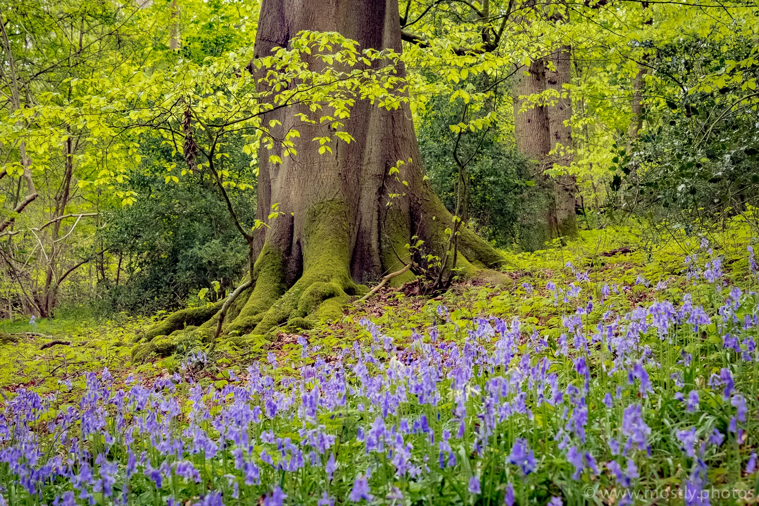 Fuji X-T2 Bluebell Woods - Polesden Lacey