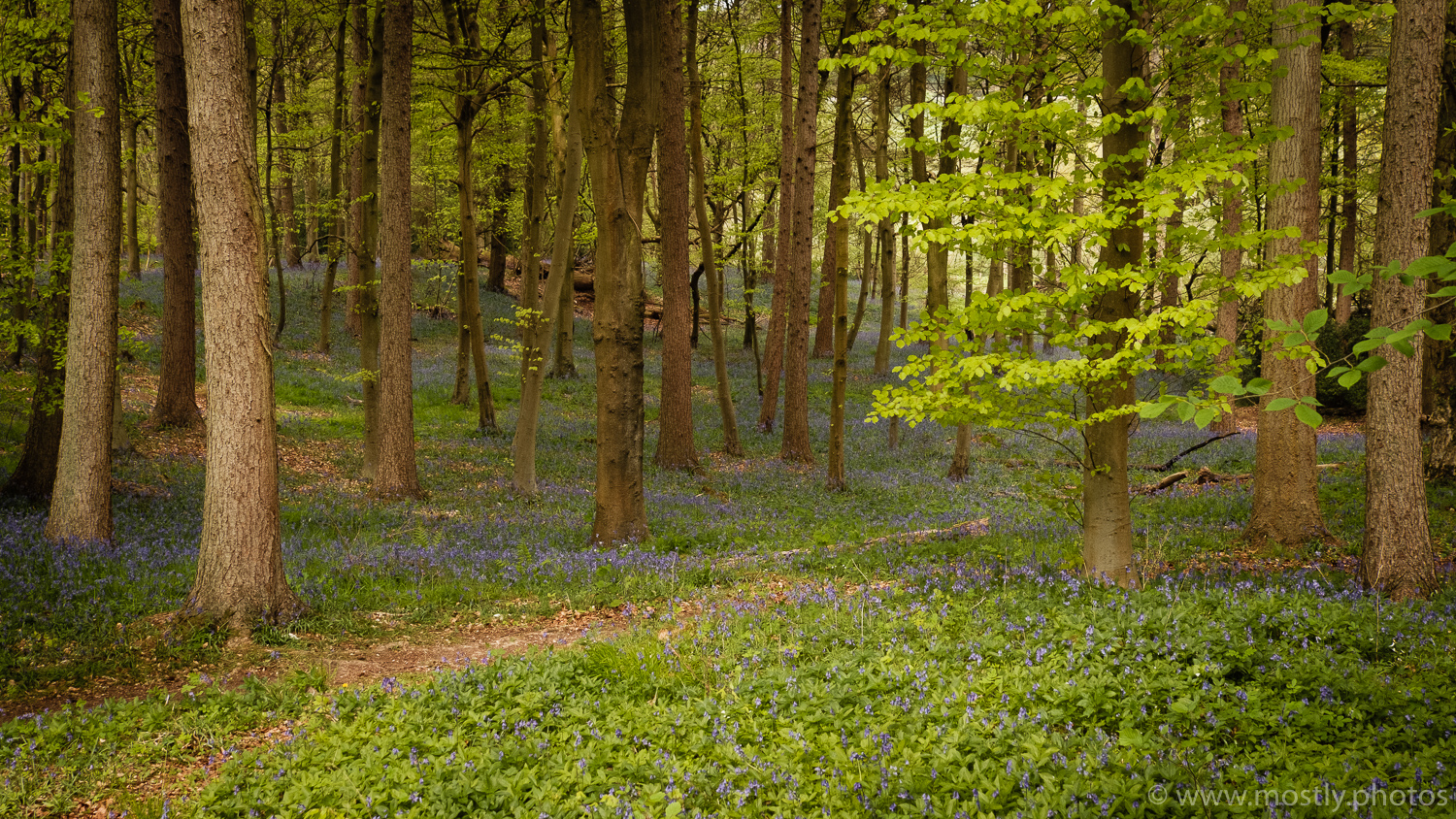 Fuji X-T2 Bluebell Woods - Polesden Lacey