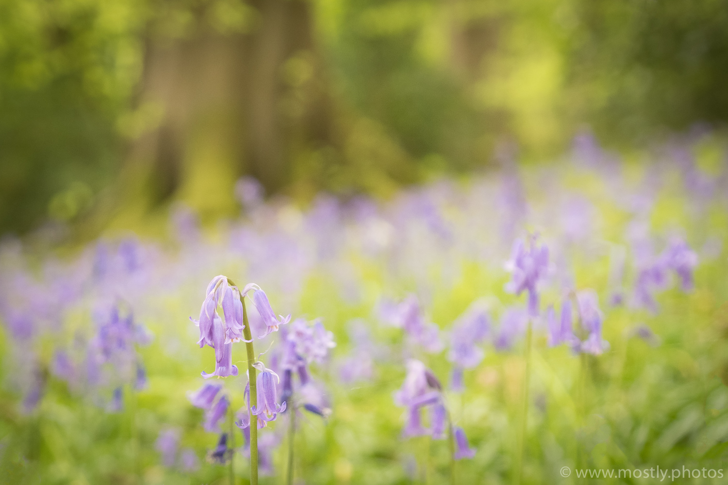 Fuji X-T2 Bluebell Woods - Polesden Lacey