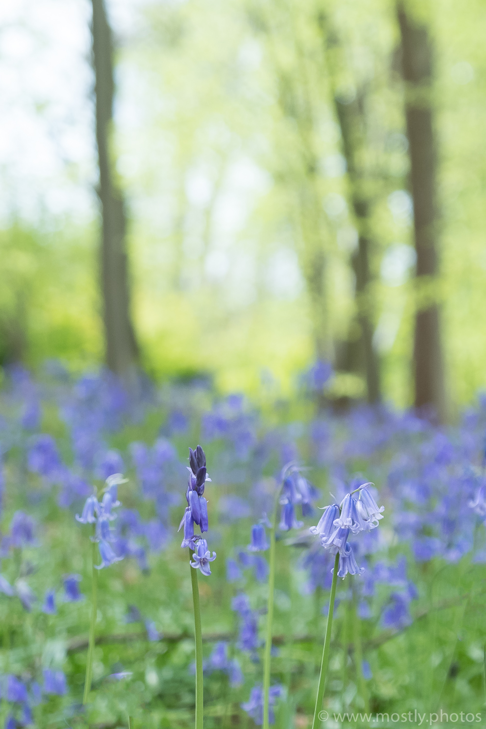 Fuji X-T2 Bluebell Woods - Polesden Lacey