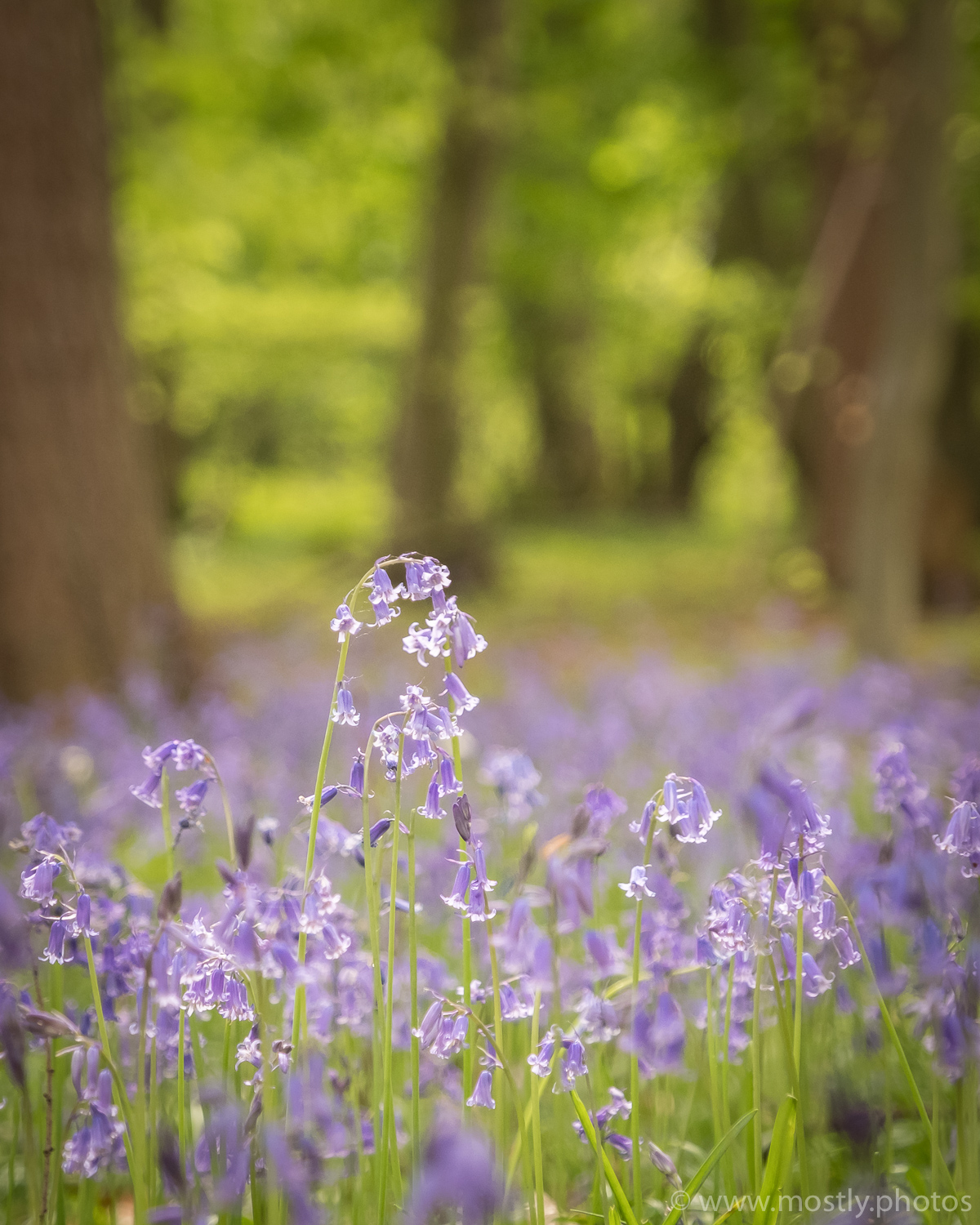 Fuji X-T2 Bluebell Woods - Polesden Lacey