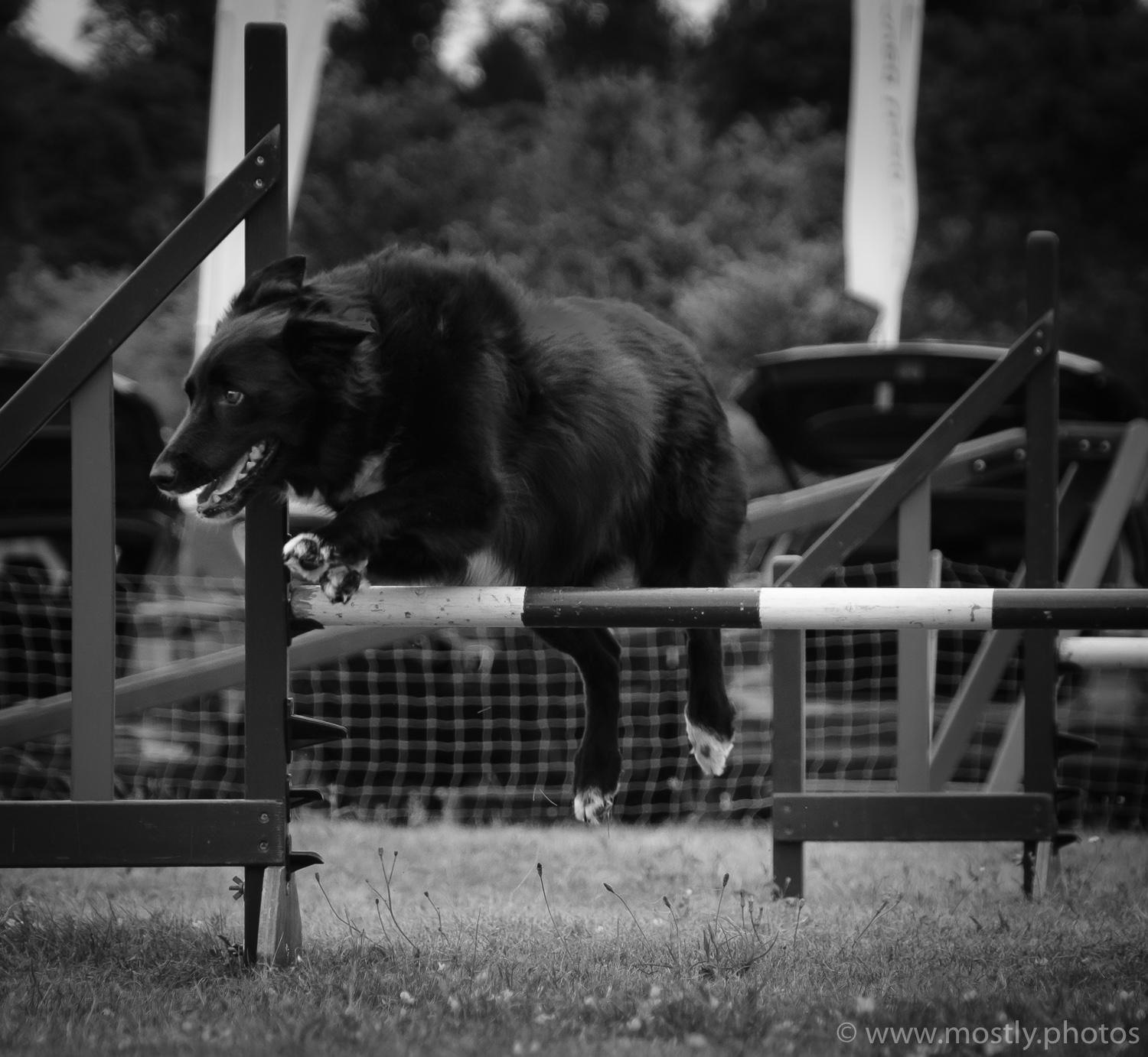 Fuji X-T2 and Fuji 18-135mm Autofocus Test Dog Agility Show