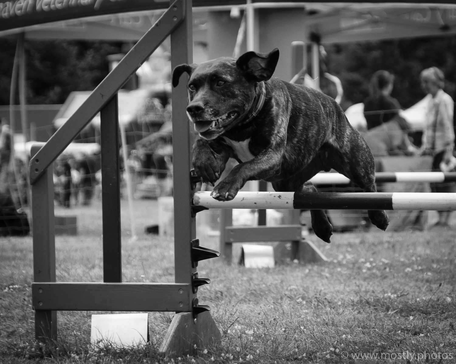 Fuji X-T2 and Fuji 18-135mm Autofocus Test Dog Agility Show