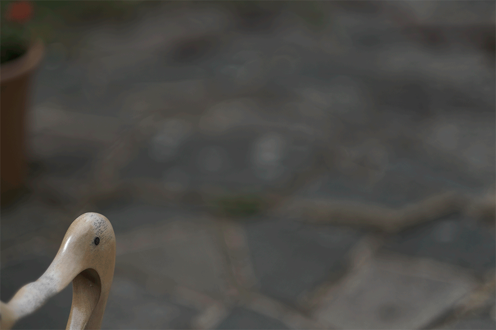 Fuji X-T3 and 56mm f1.2 Animated sequence of images showing subject tracking in AF-C mode