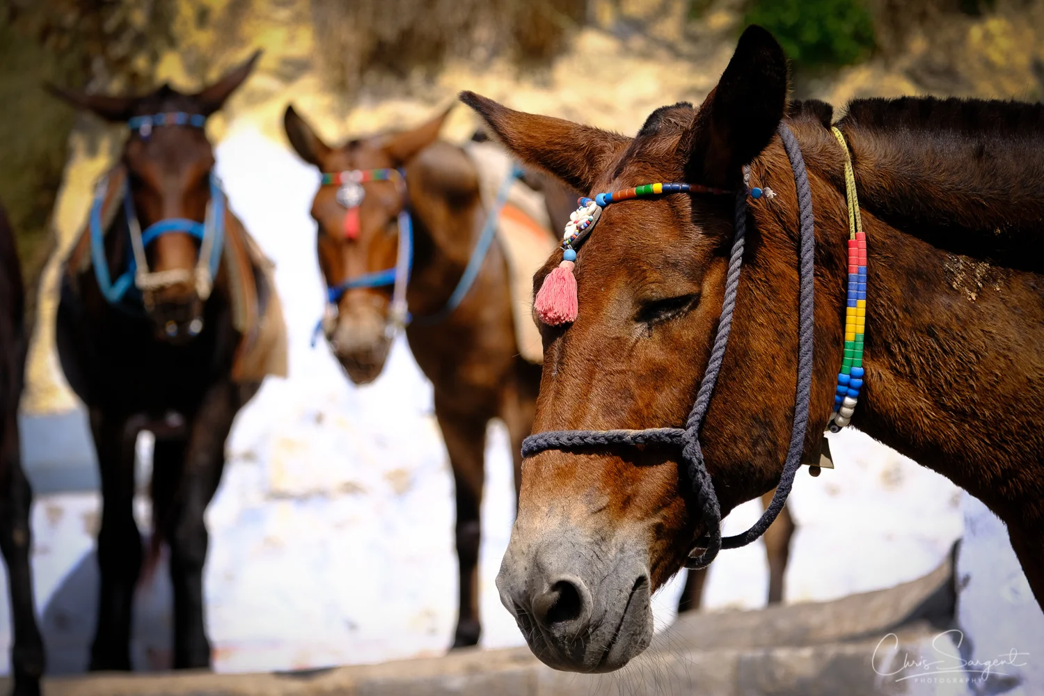 Donkeys, Fira, Greece Fuji X-T3 and Fuji 18-135mm lens Fuji Velvia Film Simulation